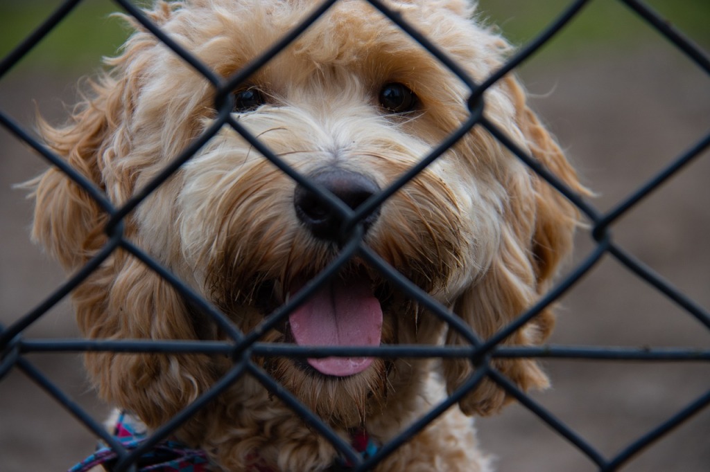 Goldendoodle behind fence
